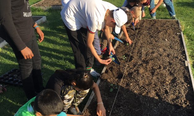 Die zweiten Klassen gehen auf die City Farm!